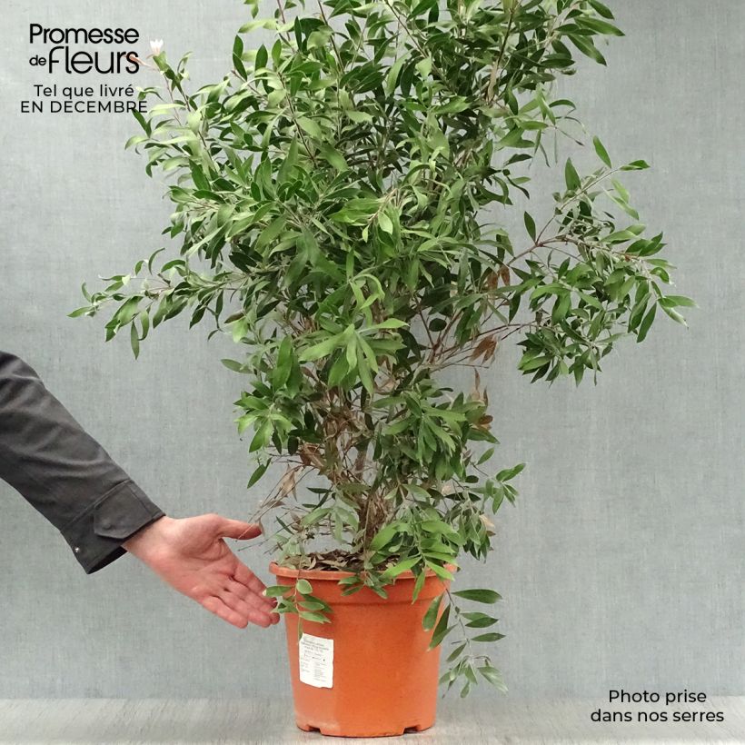 Callistemon citrinus Splendens - Pianta scovolino Vaso da 7,5L/10L esemplare consegnato in inverno