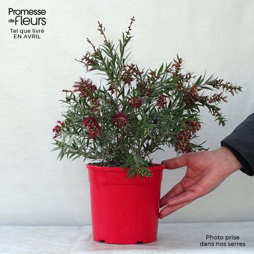 Callistemon masotti Mini Red - Pianta scovolino Vaso da 3L/4L, A cespuglio esemplare consegnato in primavera