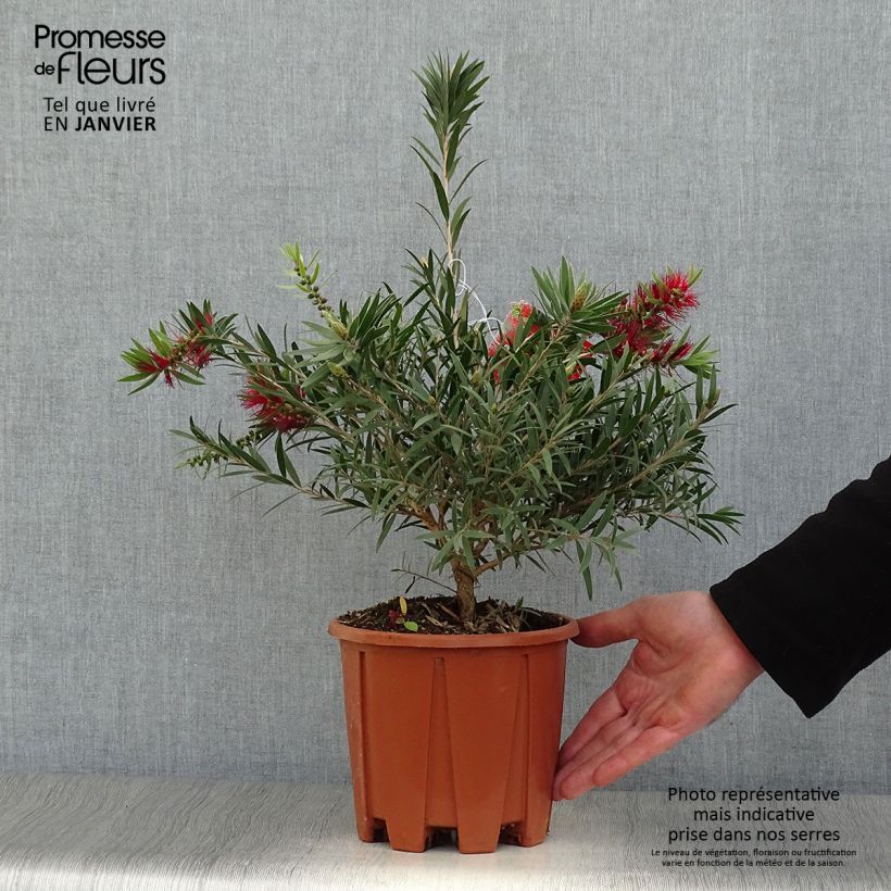 Callistemon masotti Mini Red - Pianta scovolino Vaso da 3L/4L esemplare consegnato in inverno