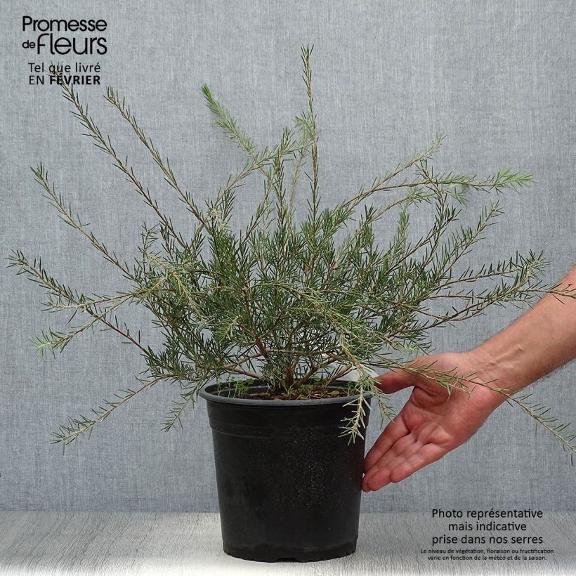Esemplare di Callistemon pityoides Widdicomb Gem - Pianta scovolino Vaso da 4L/5L come consegnato in autunno