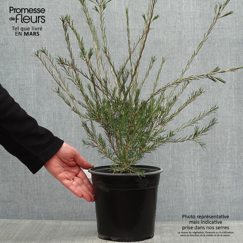 Callistemon pityoides Widdicomb Gem - Pianta scovolino Vaso da 4L/5L esemplare consegnato in primavera