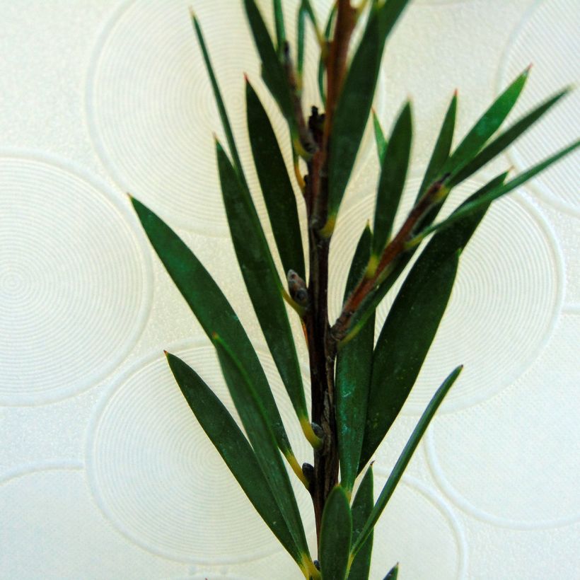 Callistemon rigidus - Pianta scovolino (Fogliame)