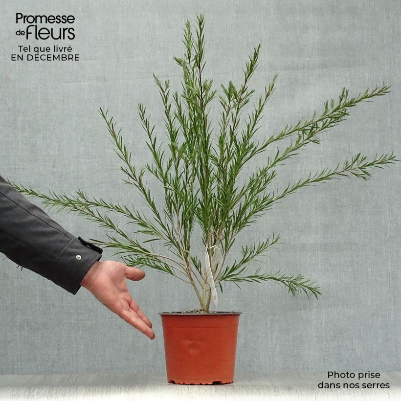 Callistemon rigidus - Pianta scovolino Vaso da 2L/3L esemplare consegnato in inverno
