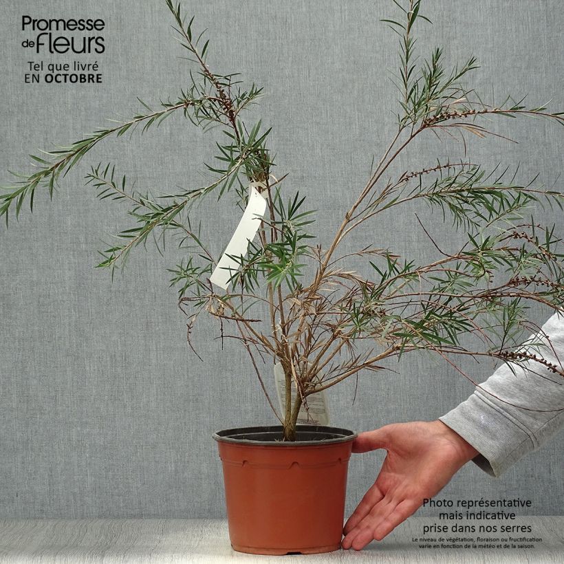 Esemplare di Callistemon rigidus - Pianta scovolino Vaso da 2L/3L come consegnato in autunno
