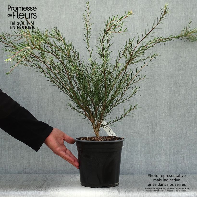 Esemplare di Callistemon rigidus - Pianta scovolino Vaso da 4L/5L come consegnato in autunno