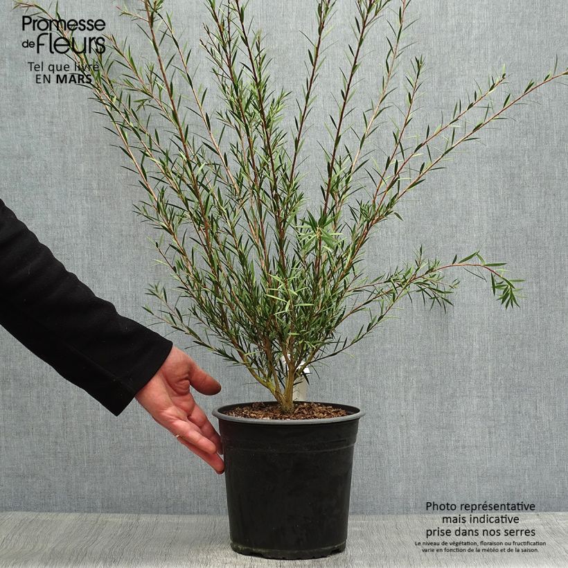 Callistemon rigidus - Pianta scovolino Vaso da 4L/5L esemplare consegnato in primavera
