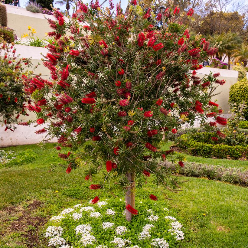 Callistemon rigidus - Pianta scovolino (Porto)