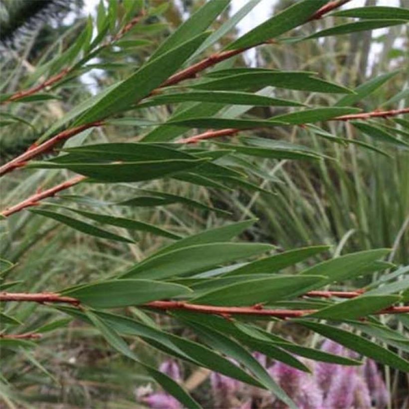 Callistemon salignus - Pianta scovolino (Fogliame)
