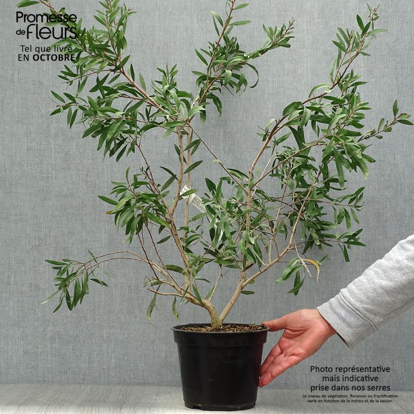 Esemplare di Callistemon salignus Perth Pink - Pianta scovolino Vaso da 4L/5L come consegnato in autunno