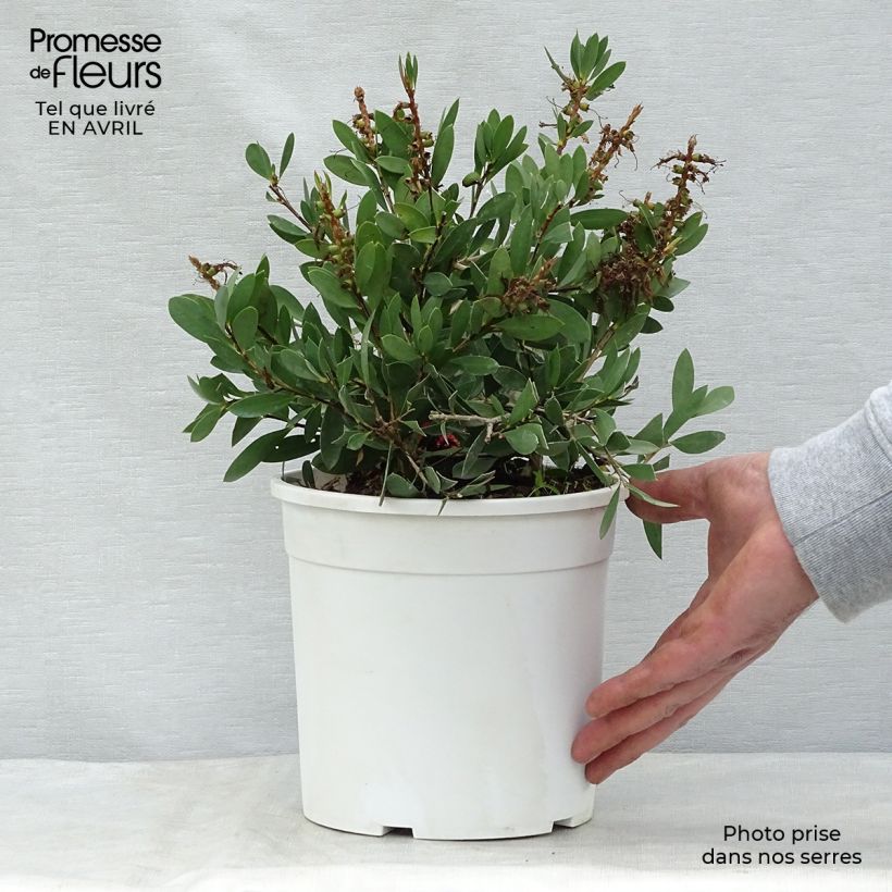 Callistemon salignus - Pianta scovolino Vaso da 2L/3L esemplare consegnato in primavera