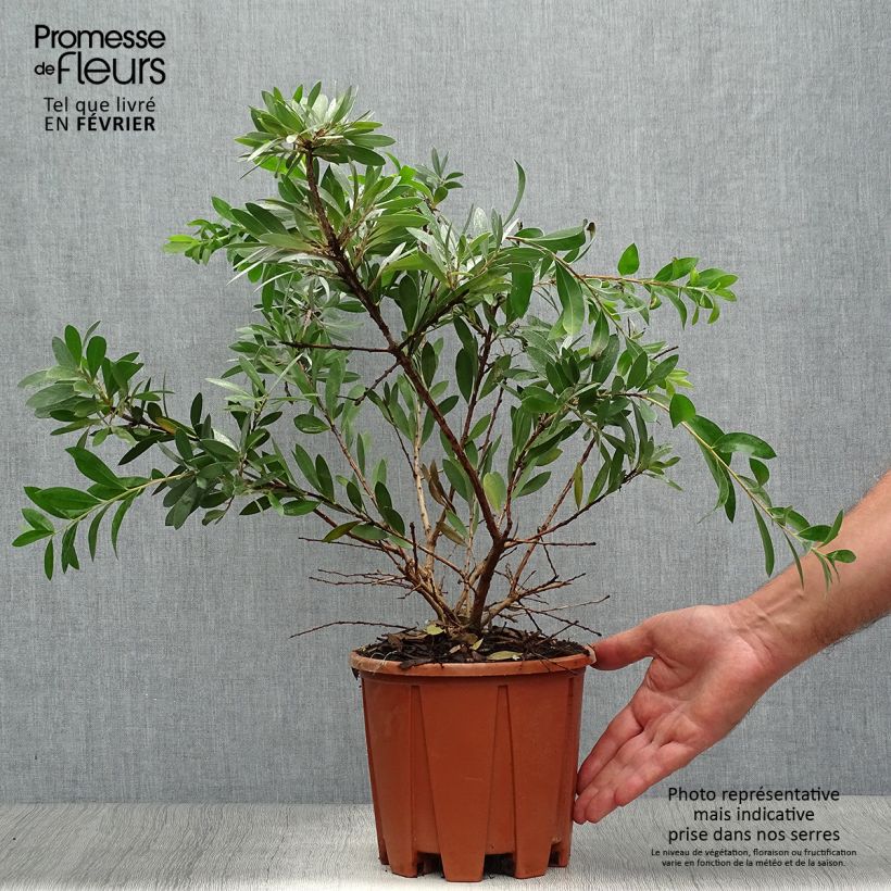 Esemplare di Callistemon salignus - Pianta scovolino Vaso da 2L/3L come consegnato in autunno