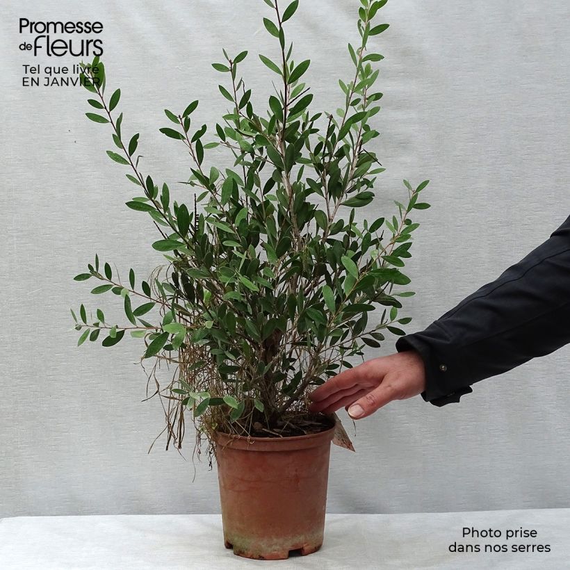 Callistemon viminalis Bright Pink - Pianta scovolino Vaso da 3L/4L esemplare consegnato in inverno