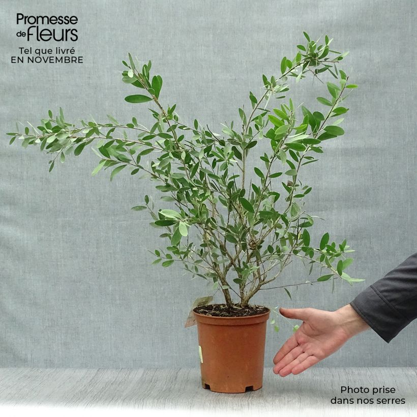 Esemplare di Callistemon viminalis Bright Pink - Pianta scovolino Vaso da 3L/4L come consegnato in autunno