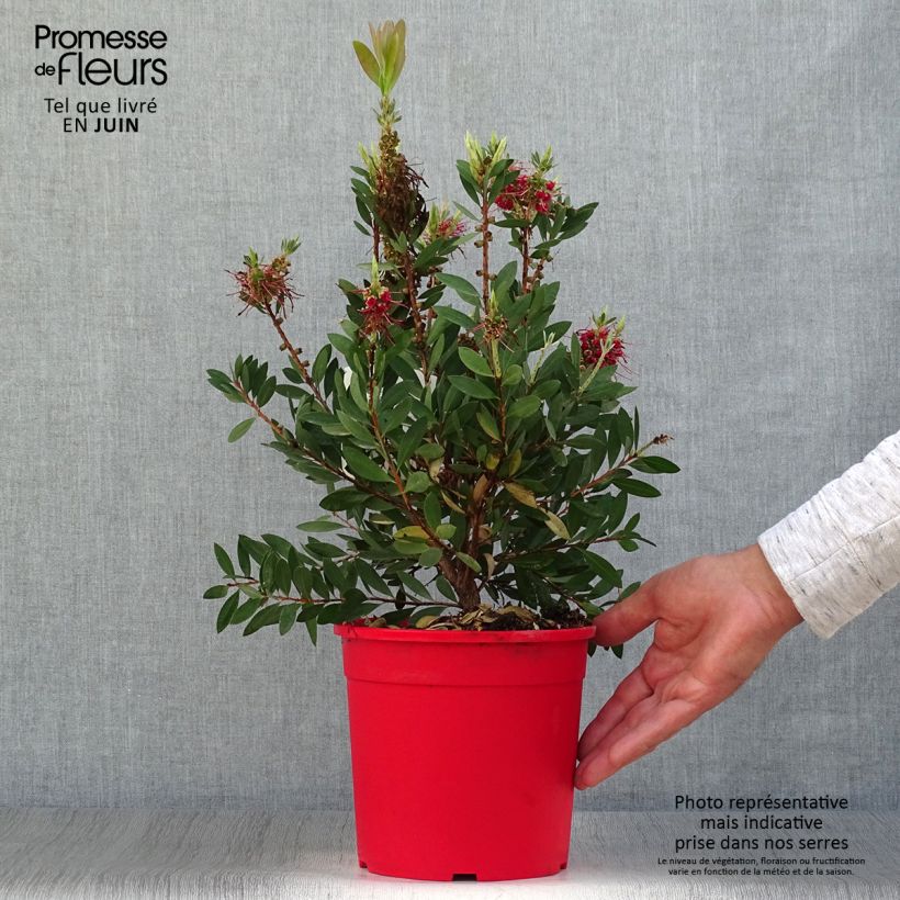 Esemplare di Callistemon viminalis Bright Pink - Pianta scovolino Vaso da 3L/4L, A cespuglio consegnato in estate