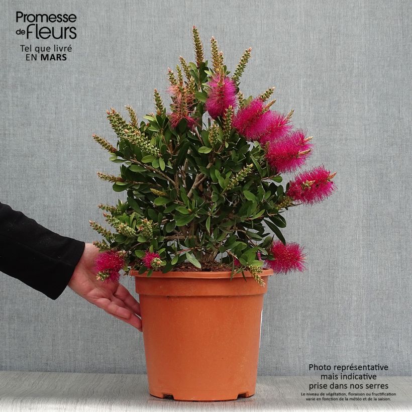 Callistemon viminalis Bright Pink - Pianta scovolino Vaso da 7,5L/10L esemplare consegnato in primavera