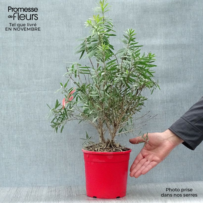 Esemplare di Callistemon viminalis Captain Cook - Pianta scovolino Vaso da 2L/3L come consegnato in autunno