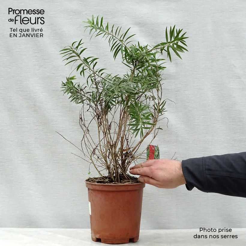 Callistemon viminalis Captain Cook - Pianta scovolino Vaso da 2L/3L esemplare consegnato in inverno