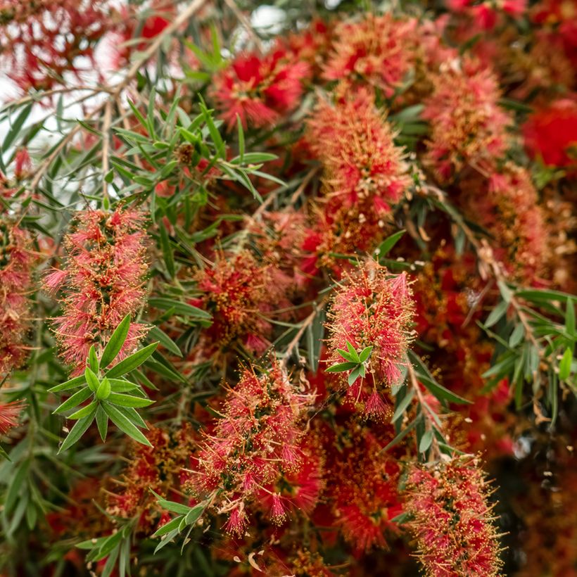 Callistemon viminalis Captain Cook - Pianta scovolino (Fioritura)