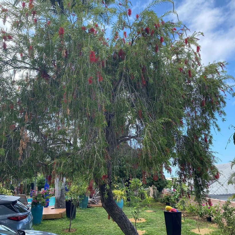 Callistemon viminalis Hannah Ray - Pianta scovolino (Porto)