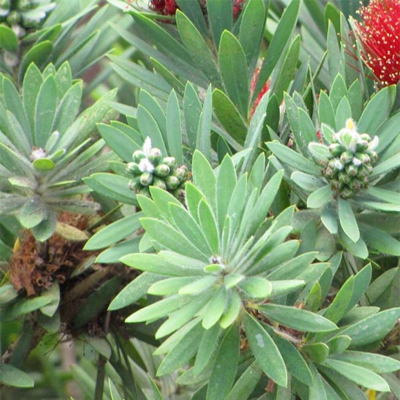 Callistemon viminalis Hot Pink - Pianta scovolino (Fogliame)
