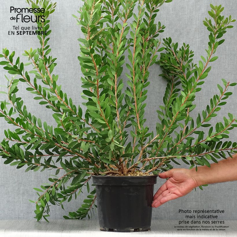 Esemplare di Callistemon viminalis Hot Pink - Pianta scovolino Vaso da 6L/7L come consegnato in autunno
