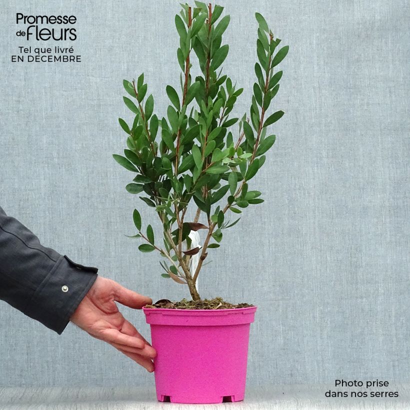 Callistemon viminalis Hot Pink - Pianta scovolino Vaso da 2L/3L esemplare consegnato in inverno