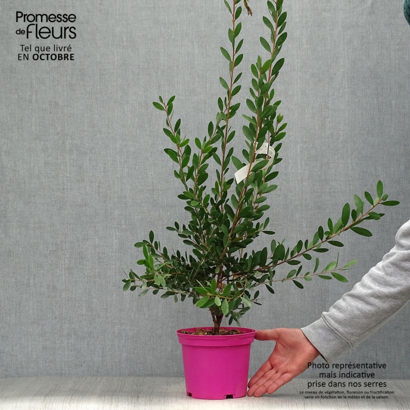 Esemplare di Callistemon viminalis Hot Pink - Pianta scovolino Vaso da 2L/3L come consegnato in autunno