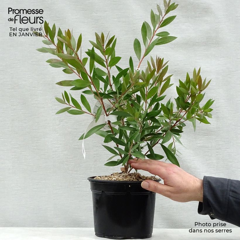 Callistemon laevis - Pianta scovolino Vaso da 1,5L/2L esemplare consegnato in inverno