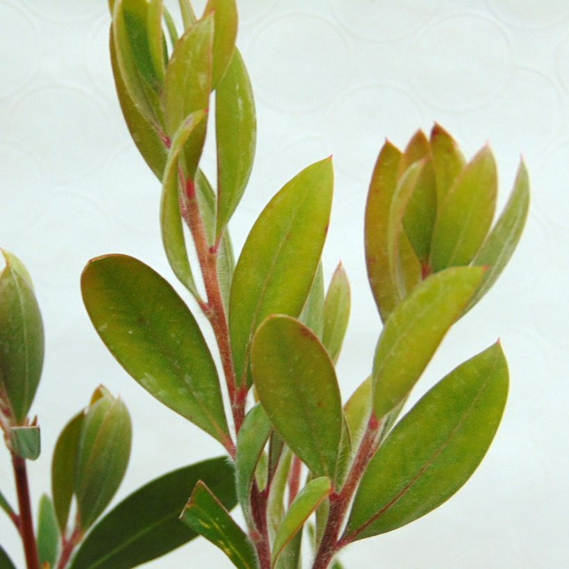 Callistemon laevis - Pianta scovolino (Fogliame)