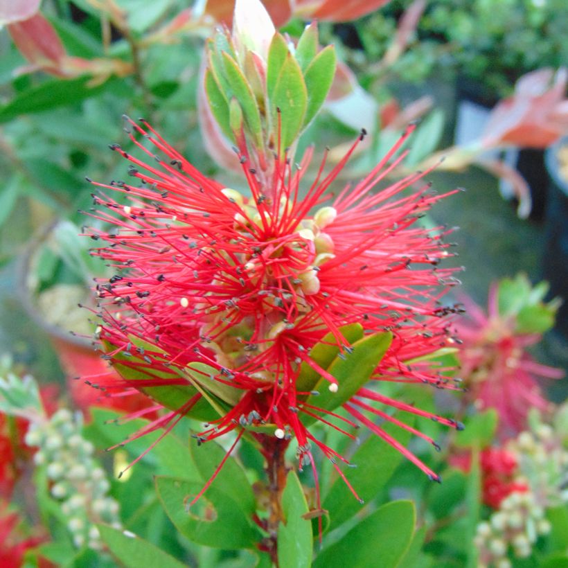 Callistemon laevis - Pianta scovolino (Fioritura)