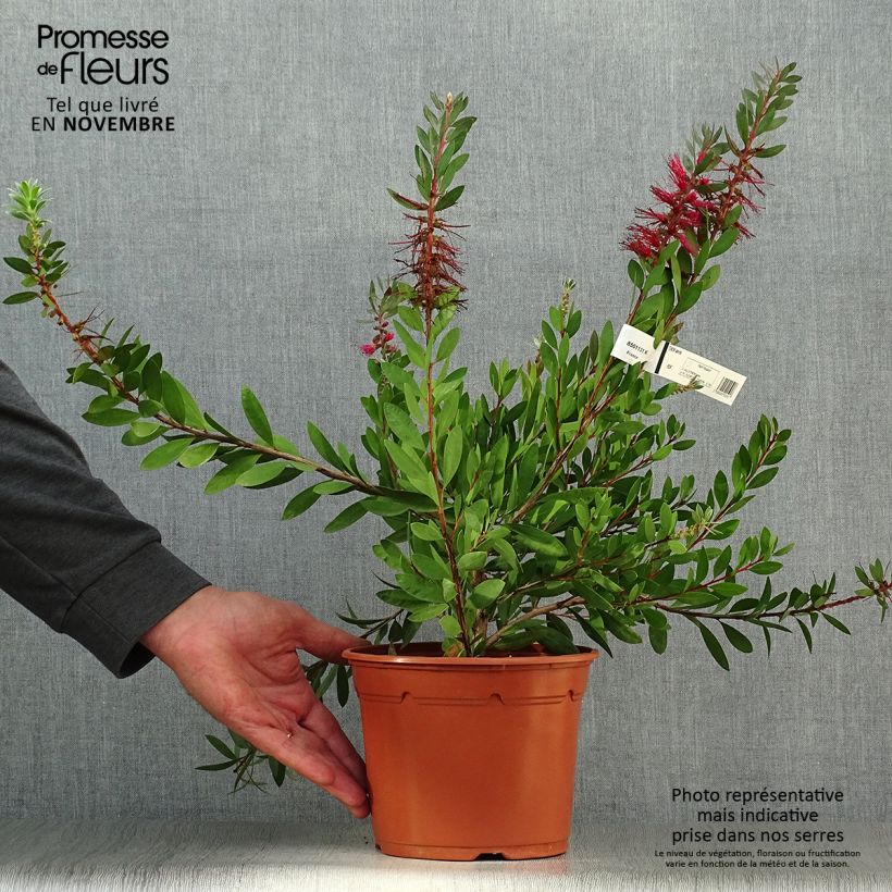 Esemplare di Callistemon laevis - Pianta scovolino Vaso da 1,5L/2L come consegnato in autunno