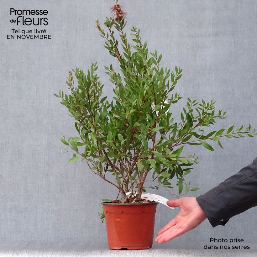 Esemplare di Callistemon laevis - Pianta scovolino Vaso da 3L/4L come consegnato in autunno