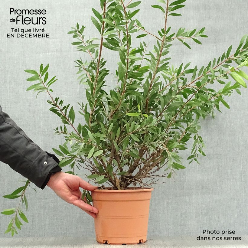 Callistemon laevis - Pianta scovolino Vaso da 3L/4L esemplare consegnato in inverno