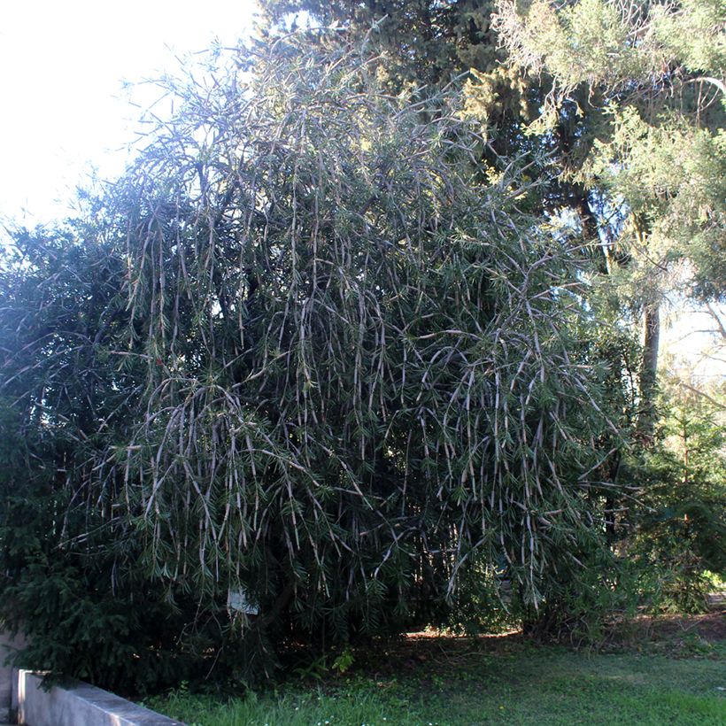 Callistemon laevis - Pianta scovolino (Porto)