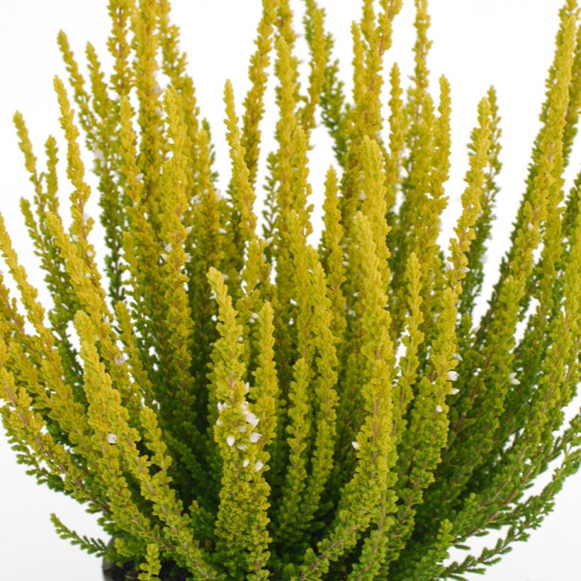 Calluna vulgaris Garden Girls Zelda - Brugo (Fogliame)