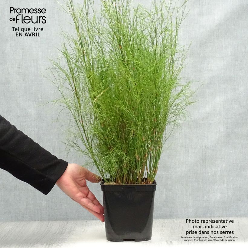 Calopsis paniculata Vaso da 2L/3L esemplare consegnato in primavera