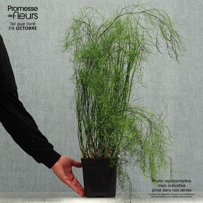 Esemplare di Calopsis paniculata Vaso da 2L/3L come consegnato in autunno