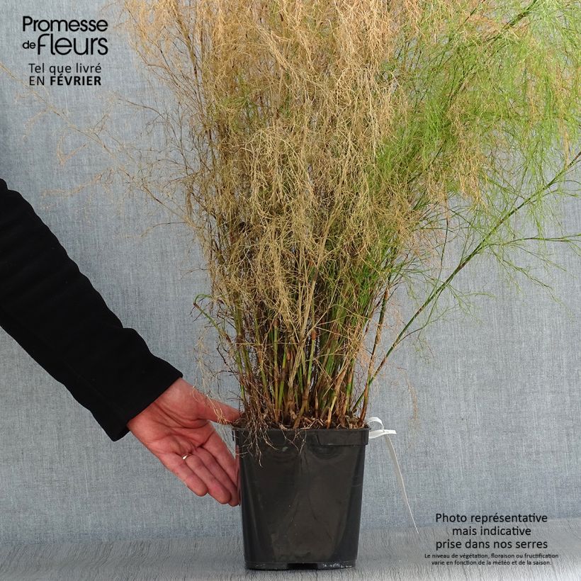 Calopsis paniculata Vaso da 2L/3L esemplare consegnato in inverno