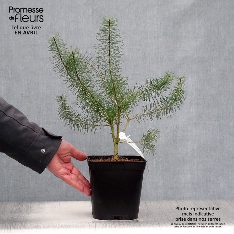 Calothamnus quadrifidus Grey Form Vaso da 4L/5L esemplare consegnato in primavera