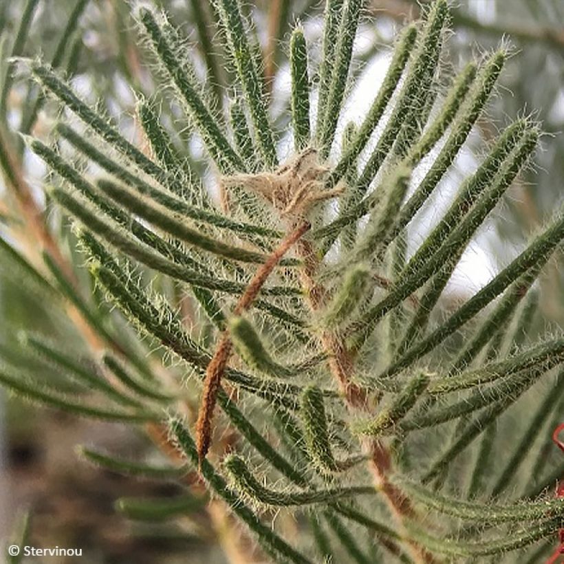 Calothamnus quadrifidus (Fogliame)