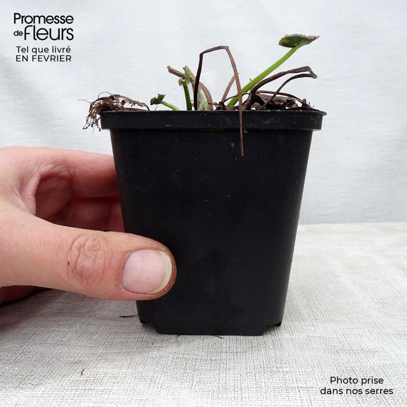 Caltha palustris Polypetala - Calta palustre Vasetto da 8/9 cm esemplare consegnato in inverno