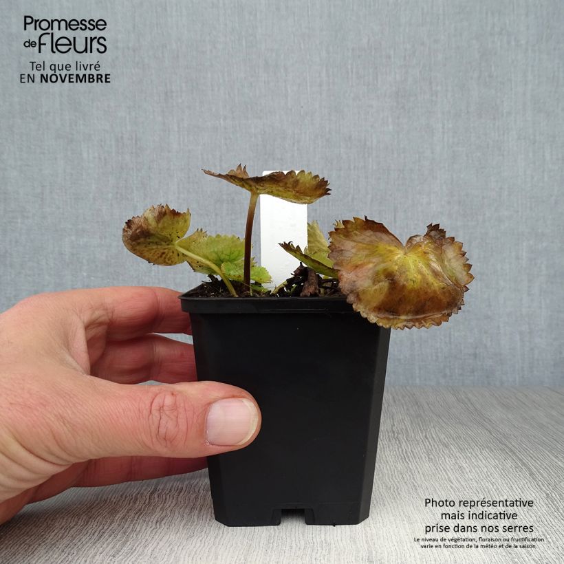 Esemplare di Caltha palustris var. alba - Calta palustre Vasetto da 8/9 cm come consegnato in autunno