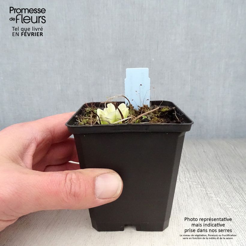 Caltha palustris var. alba - Calta palustre Vasetto da 8/9 cm esemplare consegnato in inverno