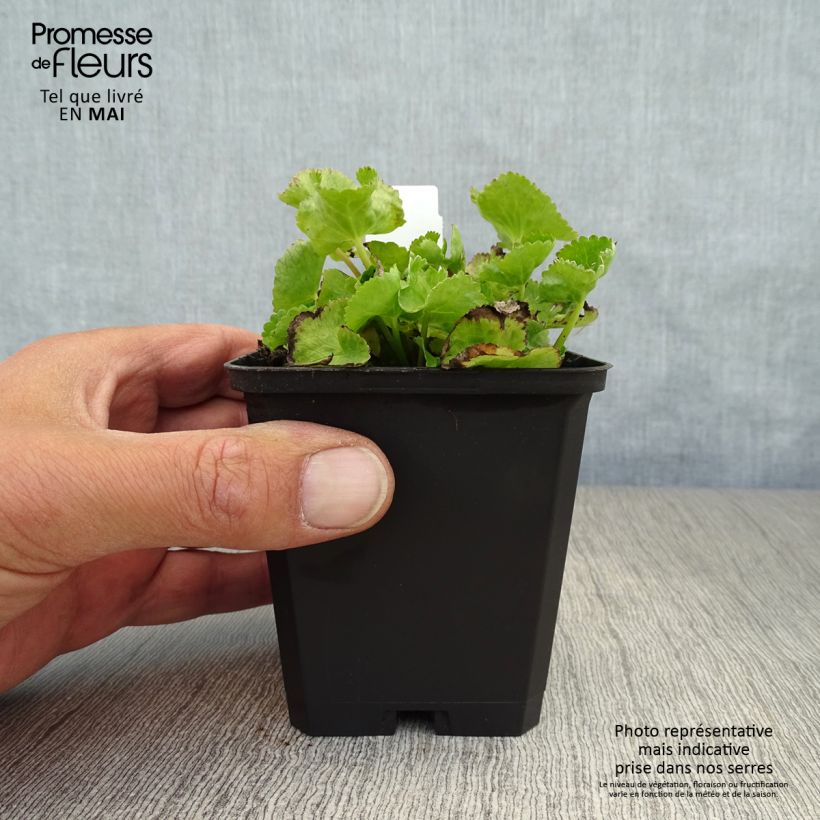 Caltha palustris var. alba - Calta palustre Vasetto da 8/9 cm esemplare consegnato in primavera