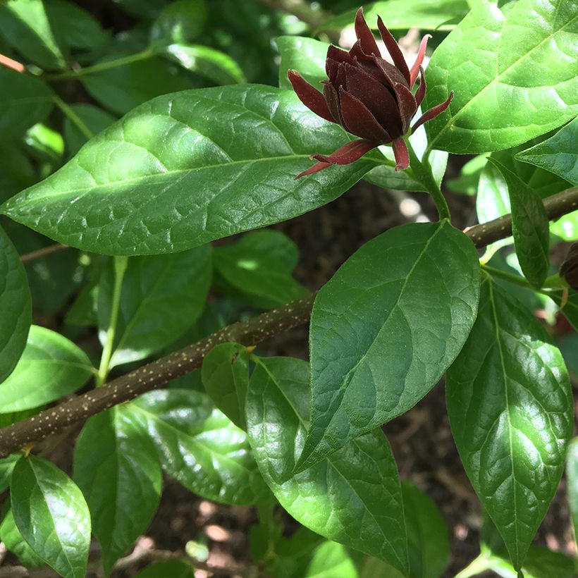 Calycanthus floridus Michael Lindsay - Calicanto d'Estate (Fogliame)