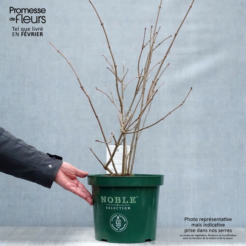 Calycanthus raulstonii Venus - Calicanto Vaso da 7,5L/10L esemplare consegnato in inverno