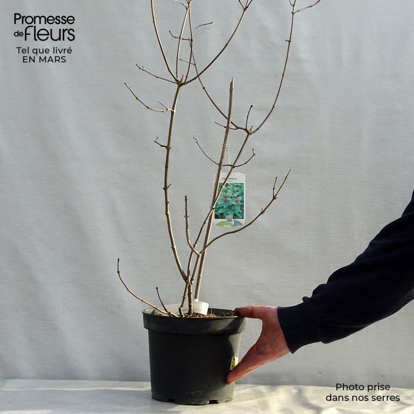 Calycanthus floridus - Calicanto d'Estate Vaso da 4L/5L esemplare consegnato in primavera