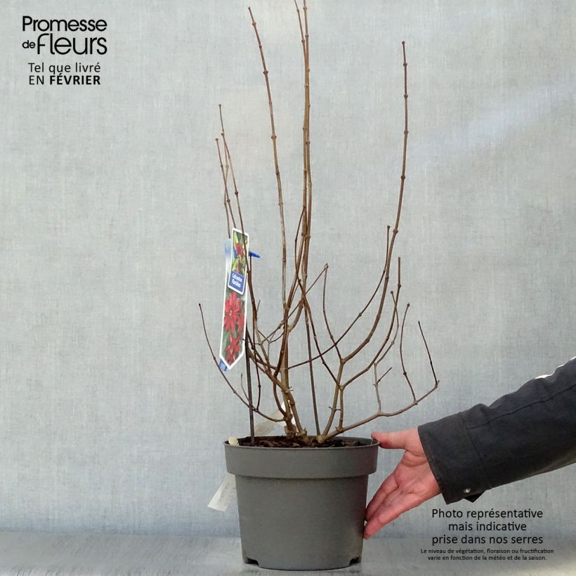 Calycanthus floridus - Calicanto d'Estate Vaso da 4L/5L esemplare consegnato in inverno