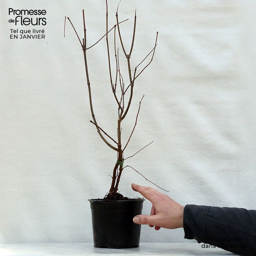 Calycanthus floridus - Calicanto d'Estate Vaso da 2L/3L esemplare consegnato in inverno