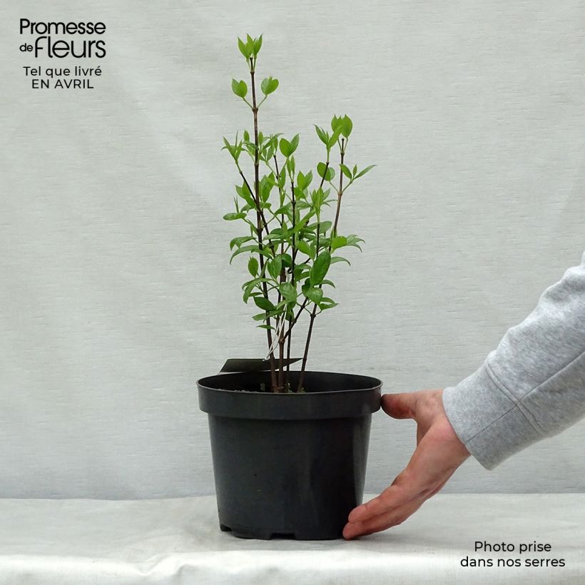 Calycanthus floridus - Calicanto d'Estate Vaso da 2L/3L esemplare consegnato in primavera